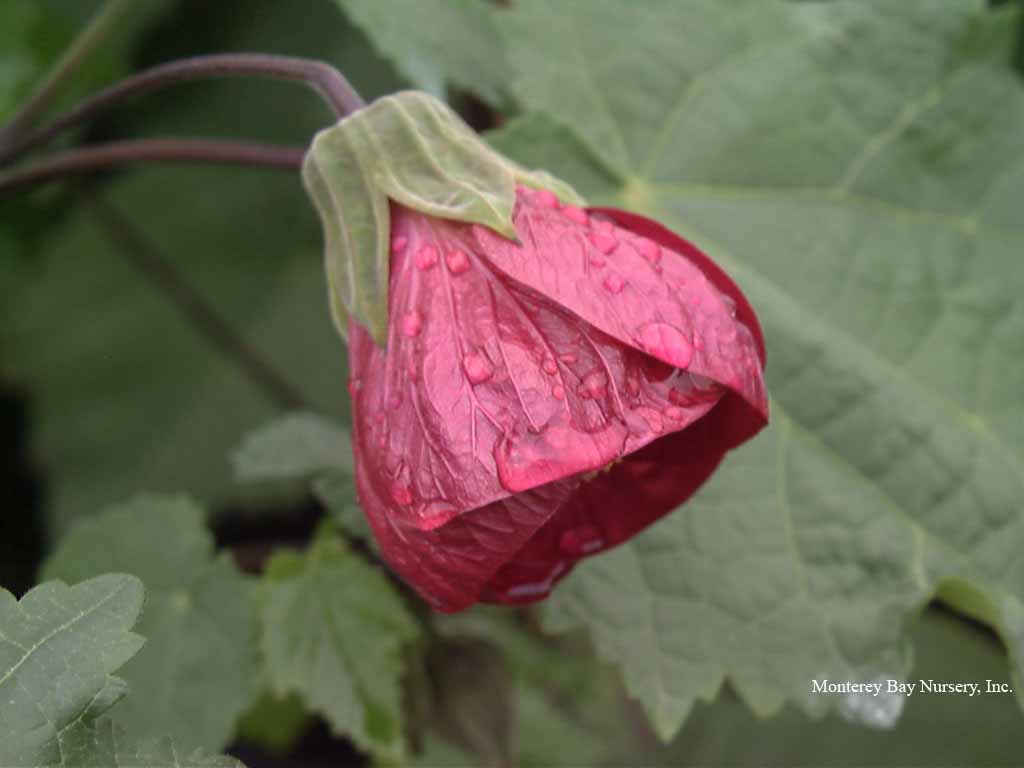 Monterey Bay Nurser Plants A A Fast Vigorous Robust Shrub Growing 8 10 With Large Very Dark Green Leaves And Strong Central Leader Rev 1 2017 Neon Rose Flowers Hybrid