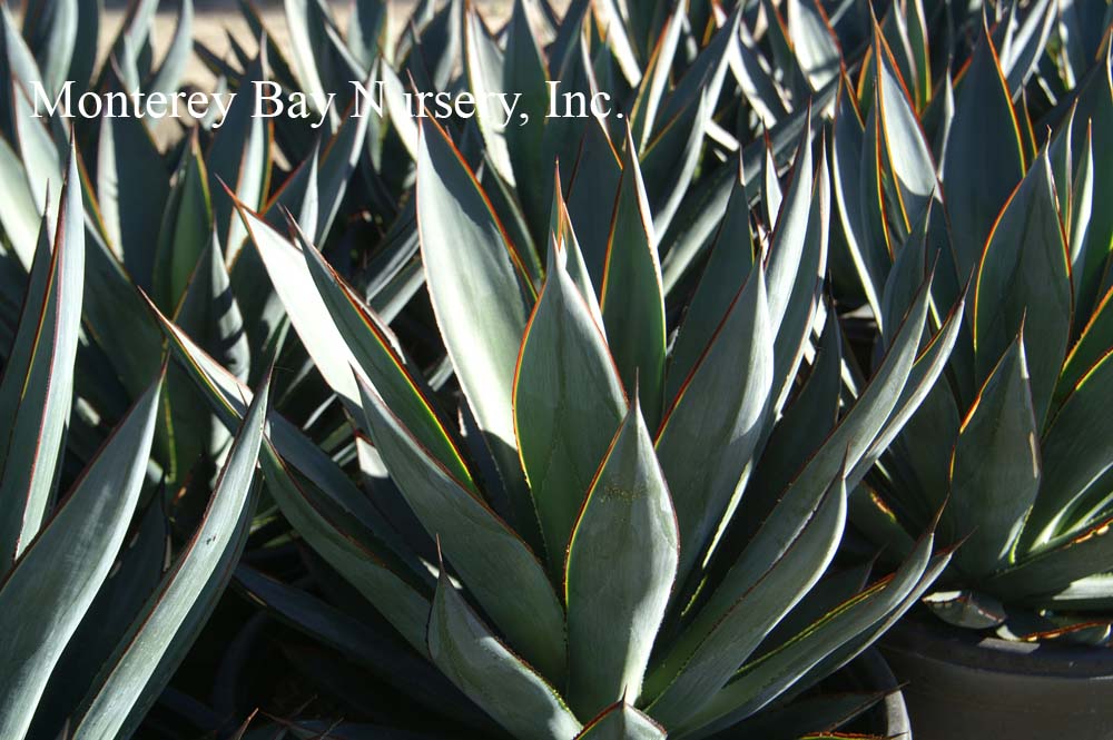 MBN 1Gal Agave ‘Blue Glow’ Store The Plant Foundry