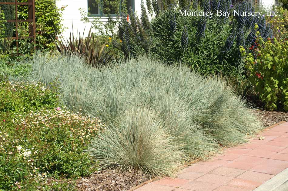 Monterey Bay Nursery Plants H Blades Are Narrow Blue Grey With Powdery White Bloom Older Leaves Turn Straw Yellow In Winter Bold Dependable Large Scale Ornamental Gr