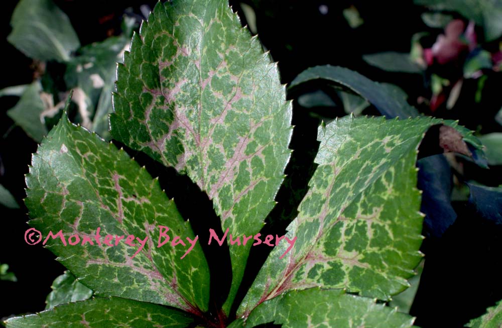 Annas Red Amazing Flowers Leaves