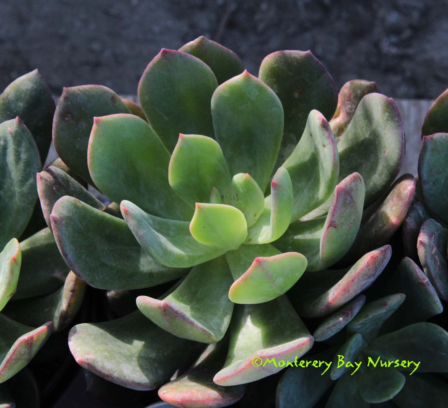 Monterey Bay Nursery Plants E