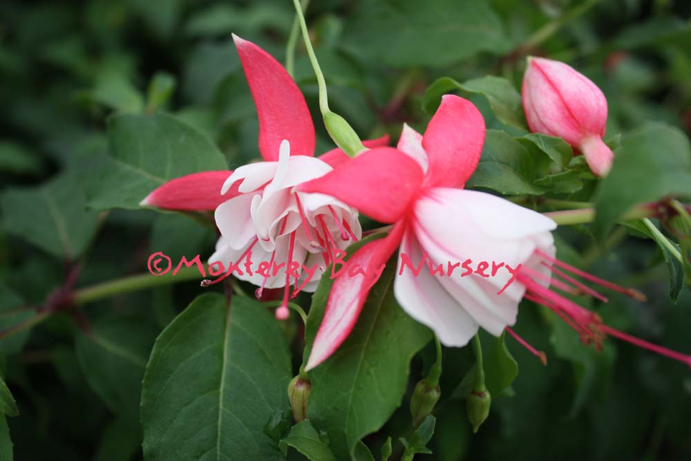10 Brugmansia Pink Delight Angels Trumpet brugmansia Suaveolens Var. Pink  10 Seeds - Etsy